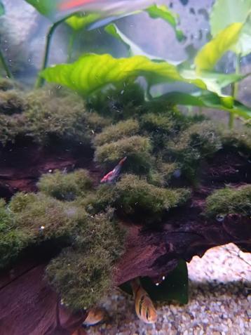 Aquarium planten  beschikbaar voor biedingen