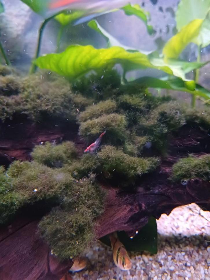 Aquarium planten, Dieren en Toebehoren, Vissen | Aquaria en Toebehoren, Plant(en), Steen of Hout, Ophalen