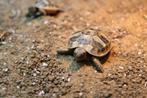 Diverse schildpad soorten, Dieren en Toebehoren, Schildpad, Tam, 0 tot 2 jaar