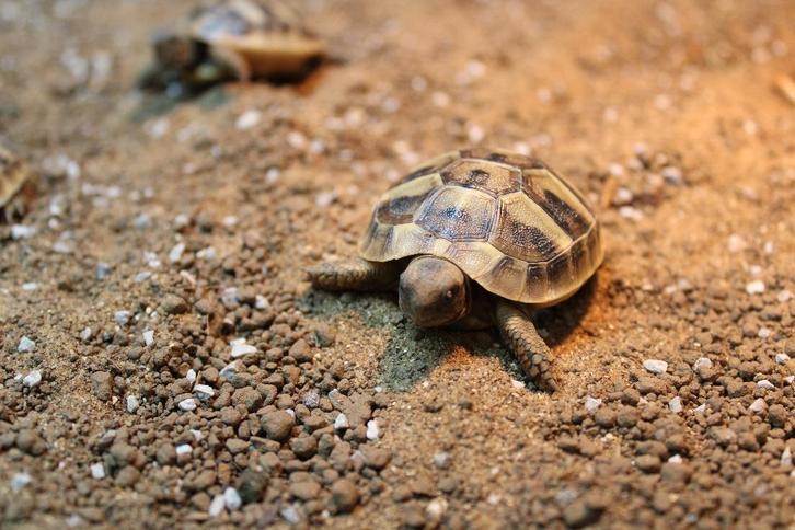 Diverse schildpad soorten, Dieren en Toebehoren, Reptielen en Amfibieën, Schildpad, 0 tot 2 jaar, Tam
