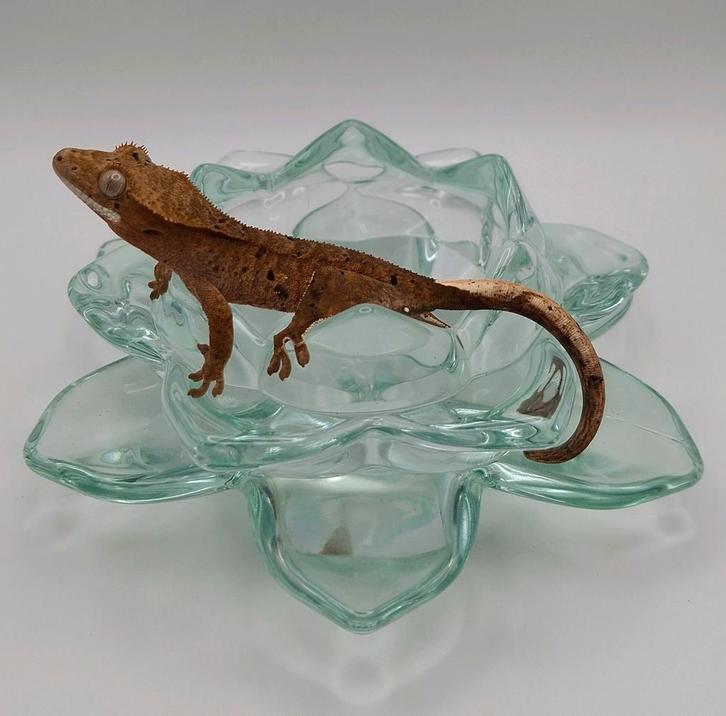 Leuke dalmatian wimpergekko/crested gecko man