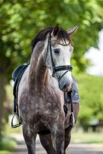 Gave schimmel merrie Stb Ster, Voorl.Keur, IBOP (DR), D-OC, Dieren en Toebehoren, Paarden, Merrie