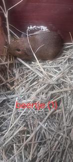 Cavia's, Dieren en Toebehoren, Knaagdieren, November, Meerdere dieren, Cavia