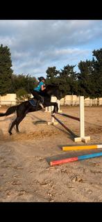 Bijrijd/verzorg pony of paard gezocht, Dieren en Toebehoren, Ophalen of Verzenden, Zo goed als nieuw