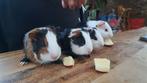 Hand tamme baby cavia's, Dieren en Toebehoren, Cavia, Mannelijk, Tam, Oktober