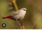 Gezocht blauwgrijze roodstaartjes, Dieren en Toebehoren, Vogels | Overige Vogels, Meerdere dieren