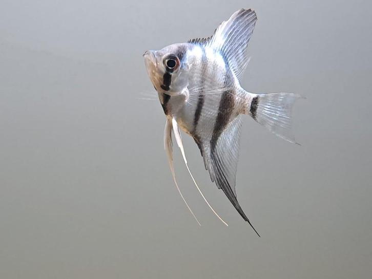Maanvis blauw (Pterophyllum scalare), Dieren en Toebehoren, Vissen | Aquariumvissen, Zoetwatervis, Vis, Schoolvis