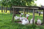 Broedeieren, Sussex Columbia (groot ras, geen kriel), Dieren en Toebehoren, Pluimvee, Geslacht onbekend, Kip