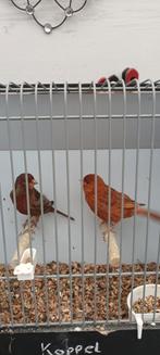 Koppel kanaries, Dieren en Toebehoren, Vogels | Kanaries, Meerdere dieren, Kleurkanarie