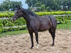 Chique merrie, Dieren en Toebehoren, Paarden, Merrie, Dressuurpaard, 0 tot 2 jaar