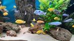 Malawi Cichliden, Dieren en Toebehoren, Vis, Zoetwatervis