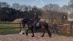 Bijrijder gezocht, Dieren en Toebehoren, Ophalen, Nieuw