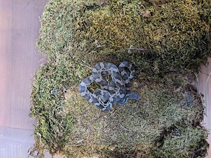 Mooie rattendlang (3), Dieren en Toebehoren, Reptielen en Amfibieën, Slang, 0 tot 2 jaar