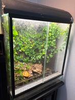 Terrarium met kikkers, Dieren en Toebehoren, Reptielen en Amfibieën, Amfibie, Met terrarium, 0 tot 2 jaar