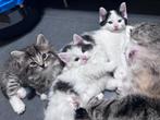Kittens (allemaal poesjes), Geslacht onbekend, 0 tot 2 jaar