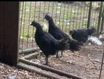 Ayam Cemani kuikens, Dieren en Toebehoren, Pluimvee, Meerdere dieren, Kip
