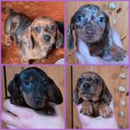 Leuke, gesocialiseerde teckel pups, Dieren en Toebehoren, Honden | Teckels en Dashonden, Parvo, 8 tot 15 weken, Korthaar, Dwerg