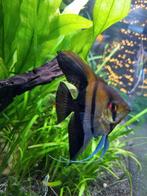 Hele mooie maanvis, Dieren en Toebehoren, Vissen | Aquariumvissen, Vis, Zoetwatervis