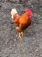 4 mooie grote hanen, Dieren en Toebehoren, Mannelijk, Kip