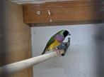 Zwartkop paarsborst gouldamadines, Dieren en Toebehoren, Meerdere dieren, Tropenvogel