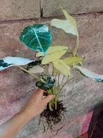 Alocasia frydek variegata knolletjes, Ophalen, Overige soorten, Minder dan 100 cm