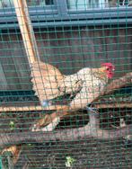 Sebright (Citroen) haan, Dieren en Toebehoren, Pluimvee, Mannelijk, Kip