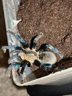 Cyriopagopus lividus - vrouw volwassen, Dieren en Toebehoren, Spin of Schorpioen