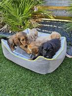 Cockapoo ( Cockapoo x Dwergpoedel) pups boomer, Dieren en Toebehoren, Honden | Chihuahua's en Gezelschapshonden, Overige rassen