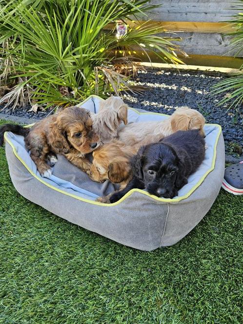 Cockapoo ( Cockapoo x Dwergpoedel) pups boomer, Dieren en Toebehoren, Honden | Chihuahua's en Gezelschapshonden, Meerdere dieren