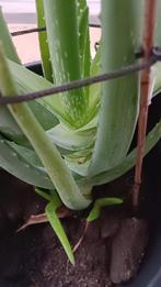 Aloe vera plant zelf gestekt geen chemisch troep vanaf €5, Huis en Inrichting, Kamerplanten, Ophalen, Overige soorten, Minder dan 100 cm