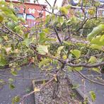 Appelboom Telstar - 10 jaar oud - Zelf uitgraven, Tuin en Terras, Planten | Bomen, Volle zon, Lente, 100 tot 250 cm, Overige soorten