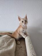 Maine Coon met stamboom en twee jaar garantie!, Meerdere dieren, Gechipt, 0 tot 2 jaar