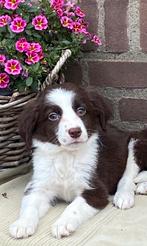 Prachtige BORDER COLLIE x FRIESE STABIJ pups, Nederland, CDV (hondenziekte), 8 tot 15 weken, Meerdere