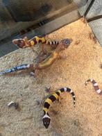 Baby luipaardgekko's, Dieren en Toebehoren, Reptielen en Amfibieën, Hagedis, 0 tot 2 jaar