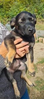 Kleine pup klaar voor adoptie, Dieren en Toebehoren, Honden | Niet-rashonden, Particulier, Klein, Buitenland, CDV (hondenziekte)