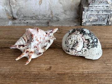 	 Strombus Lambis Tijgerschelp 10-15 cm beschikbaar voor biedingen