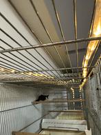 Roodoor buulbuul, Dieren en Toebehoren, Mannelijk