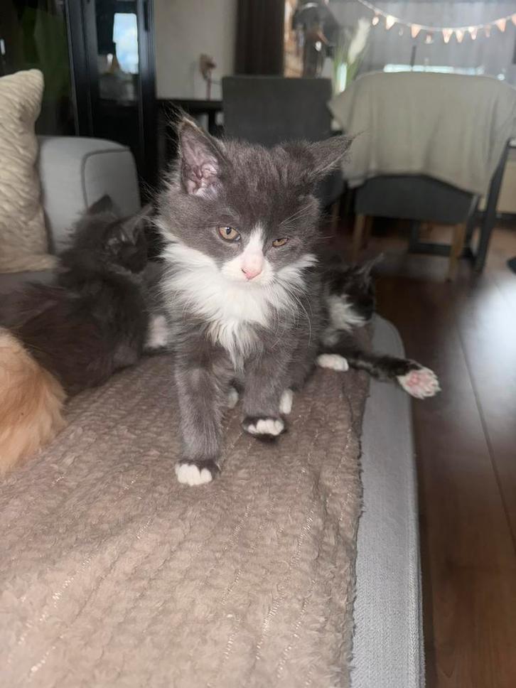 Lieve half ragdoll half main coon kittens 13 weken oud, Dieren en Toebehoren, Katten en Kittens | Raskatten | Langhaar, Meerdere dieren