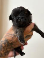 Boomer pups, Overige rassen, CDV (hondenziekte), 8 tot 15 weken, Meerdere