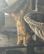 Super lieve aanhankelijke Peterbald Poes, Dieren en Toebehoren, Katten en Kittens | Raskatten | Korthaar, Poes, Gechipt, 0 tot 2 jaar