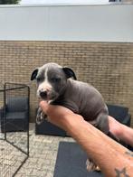 Laatste 2 pups (reutjes) zoeken gouden mandje, Overige rassen, 8 tot 15 weken, Meerdere, Meerdere dieren