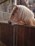 Stoere 1,5 jarige haflinger hengst, Dieren en Toebehoren, Pony's, E pony (1.48m - 1.57m), Met stamboom, Niet van toepassing, 0 tot 2 jaar