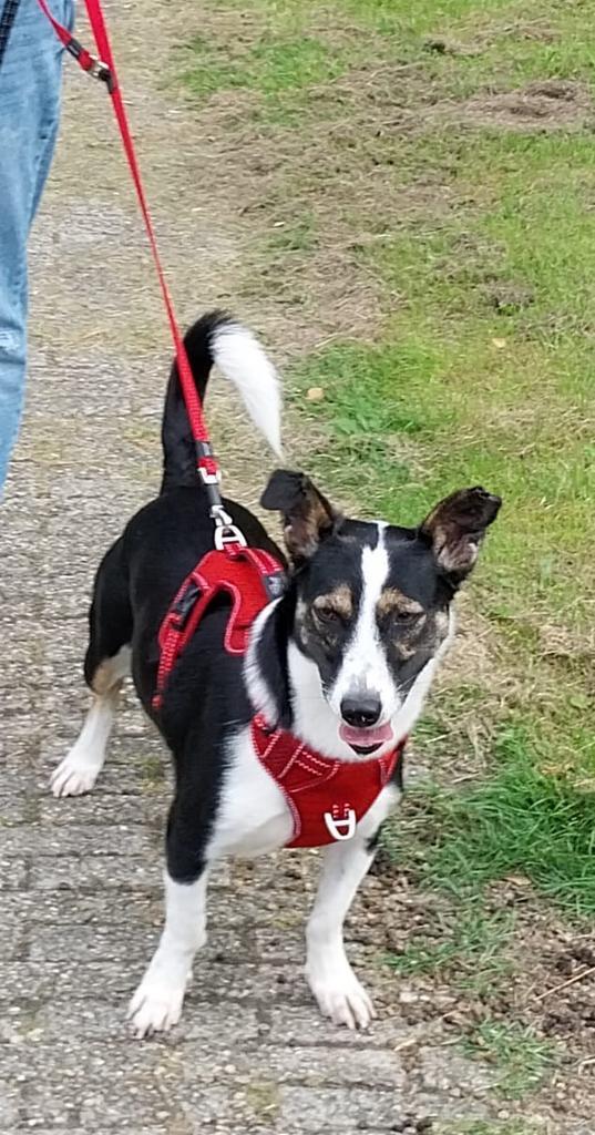 Adele, klein middelmaat teefje gesteriliseerd 2 jaar, Dieren en Toebehoren, Honden | Niet-rashonden, Klein, Teef, Particulier