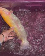 Goudforel voor in de vijver, Dieren en Toebehoren, Vissen | Vijvervissen, Overige soorten