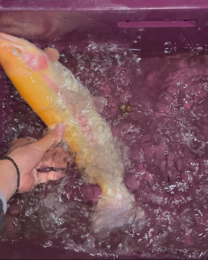 Goudforel voor in de vijver, Dieren en Toebehoren, Vissen | Vijvervissen, Overige soorten