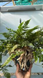 Humata tyermannii.  Hangpot. Hangvaren p 17, Huis en Inrichting, Ophalen of Verzenden, Overige soorten, Minder dan 100 cm