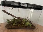 Gratis wandelende takken, Dieren en Toebehoren, Ophalen, Zo goed als nieuw, Terrarium of Paludarium