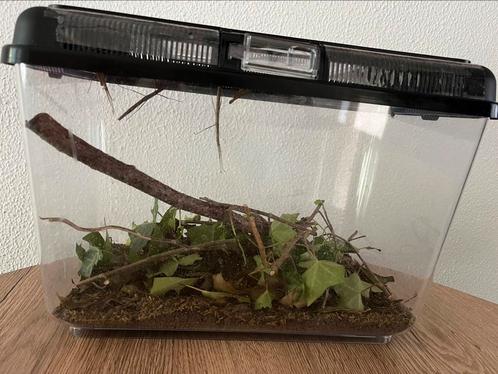 Gratis wandelende takken, Dieren en Toebehoren, Reptielen en Amfibieën | Toebehoren, Zo goed als nieuw, Terrarium of Paludarium
