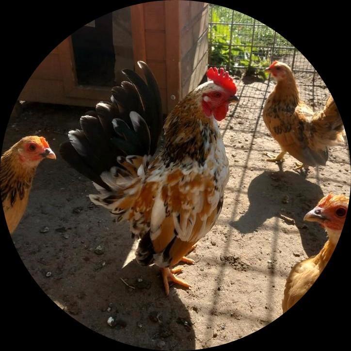 Lieve Serama haan, Dieren en Toebehoren, Pluimvee, Kip, Mannelijk