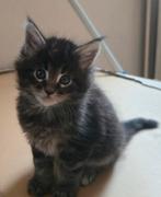 Maine Coon, Meerdere dieren